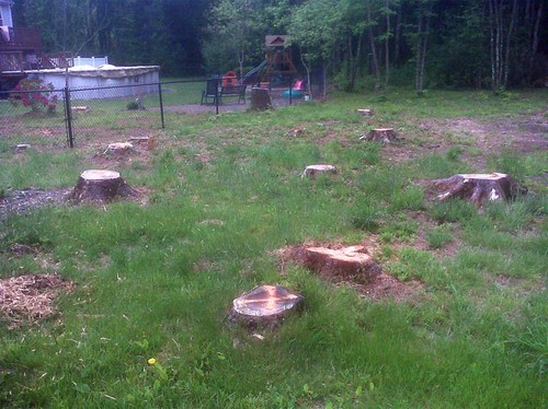 Back yard stump removal